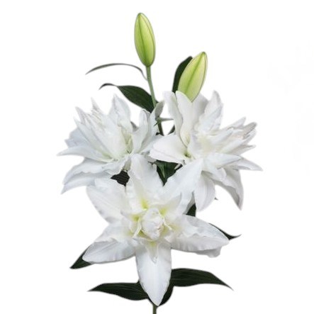 Lily Oriental - Canova