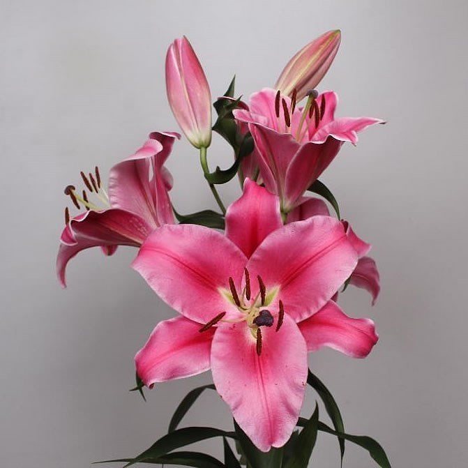 Lily Oriental - Carbonero Red