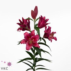 LILY ORIENTAL - CARBONERO