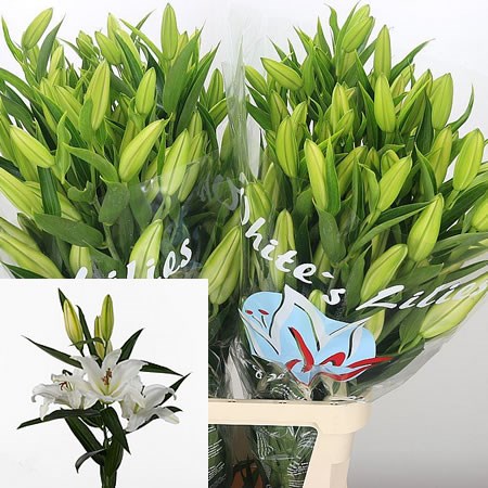 Lily Oriental - Castellani