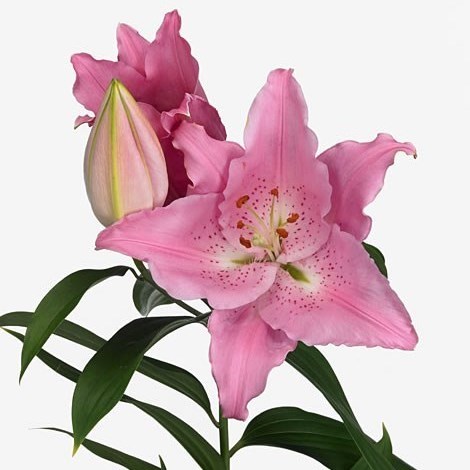 Lily Oriental - Catemaco