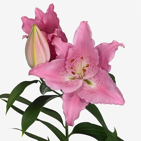 LILY ORIENTAL PETACAS 80cm 2+ | Wholesale Dutch Flowers & Florist
