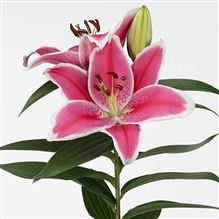 Lily Oriental - charming