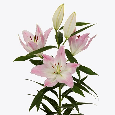 Lily Oriental - Colet
