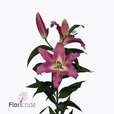 Lily Oriental - Competition