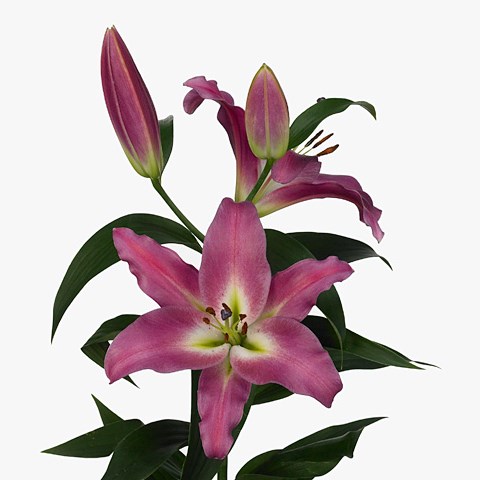 Lily Oriental - Competition