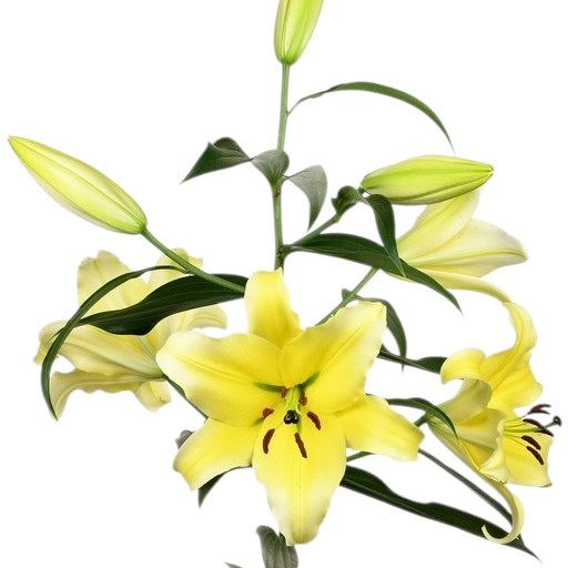 Lily Oriental - Conca d'Or