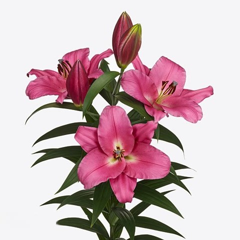 Lily Oriental Corvette