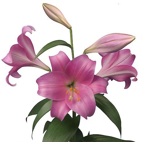 Lily Oriental - Dancing Lady