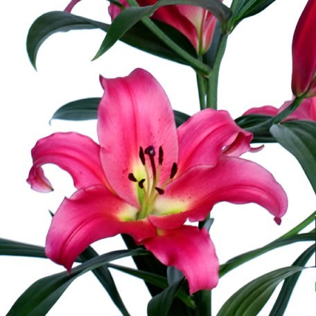 Lily Oriental - Dorcey