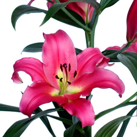 Lily Oriental - Dorcey