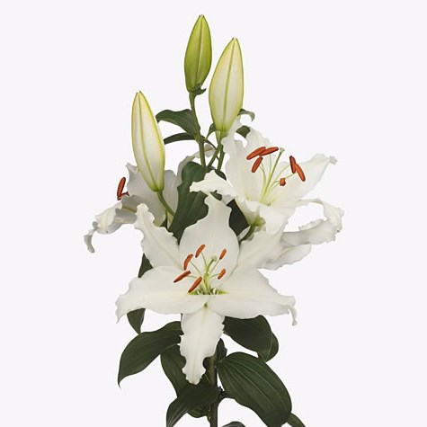 Lily Oriental - Dutch Mountain