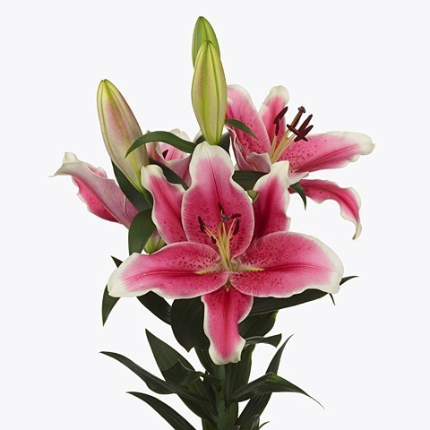 Lily Oriental - El Capitan