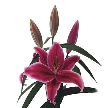 Lily Oriental - Euphori