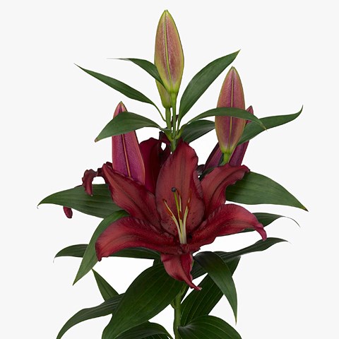 Lily Oriental - Firebolt