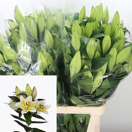 Lily Oriental - Follina