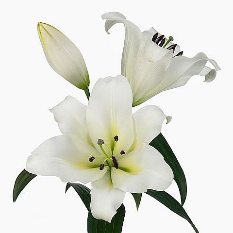 Lily Oriental - Forever