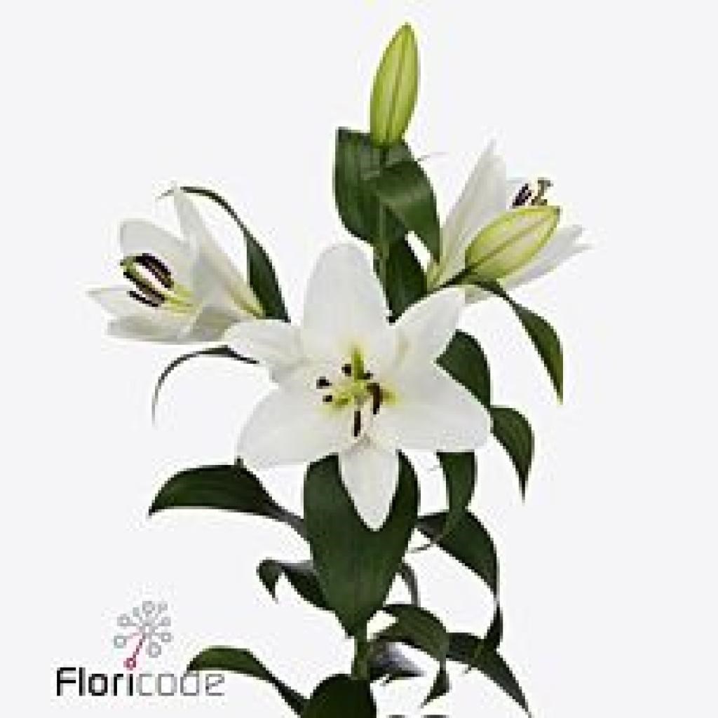 Lily Oriental - Franson