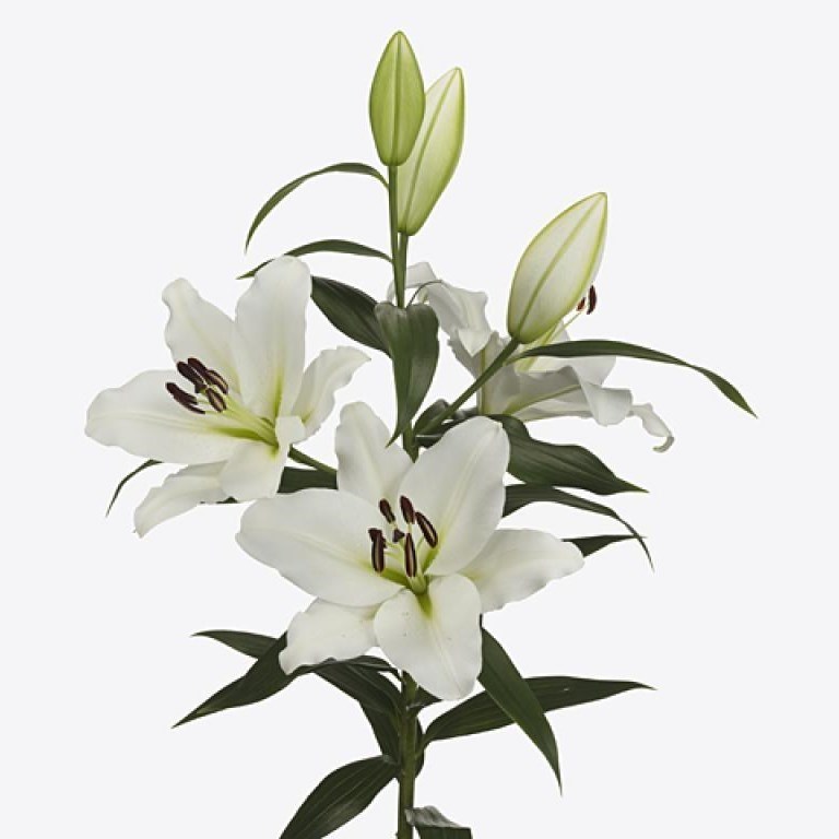 Lily Oriental - Genzano