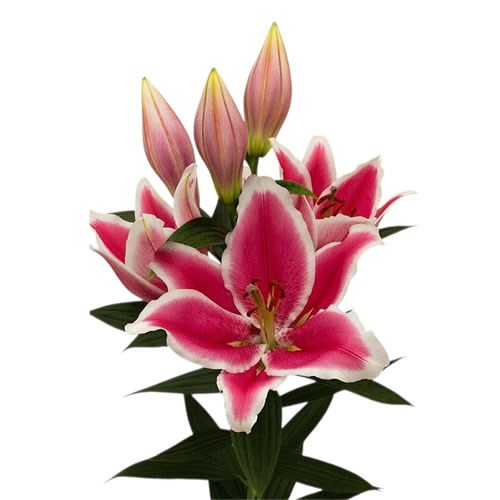 Lily Oriental - Gracioli