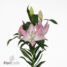 Lily Oriental -  Hilux