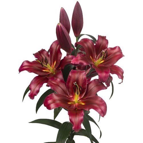 Lily Oriental - Lasting Love