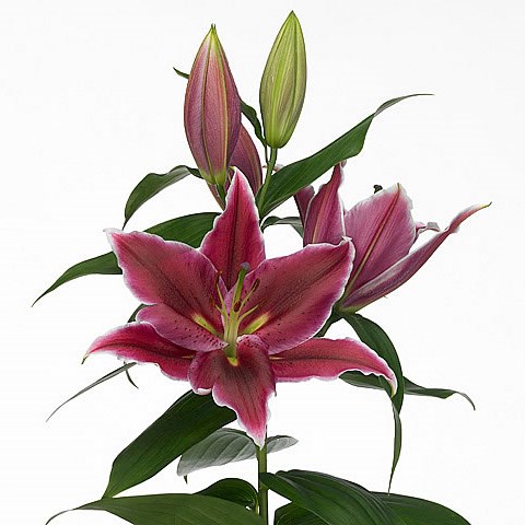 Lily Oriental - Love Story
