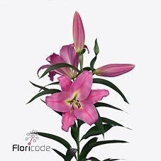 Lily Oriental - Maldano