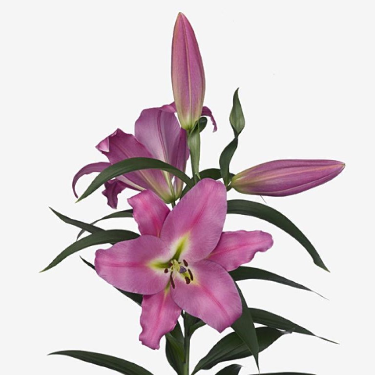 Lily Oriental - Maldano