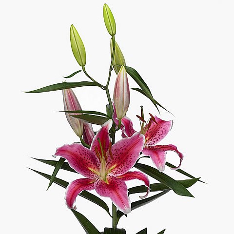 Lily Oriental - Mero Star