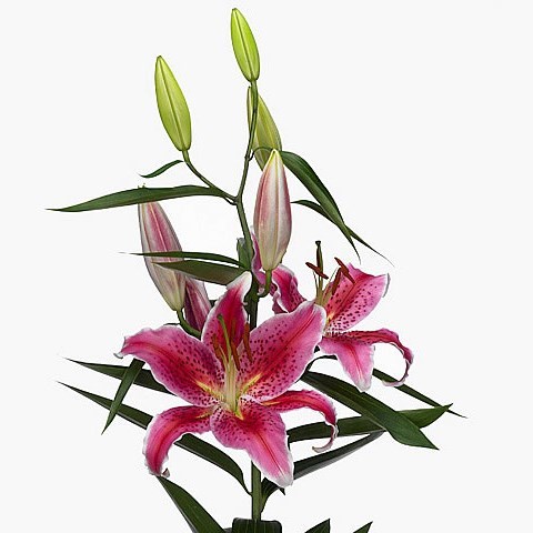 Lily Oriental - Mero Star