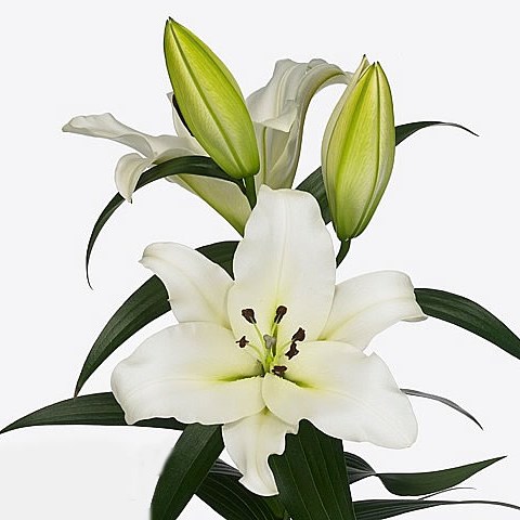 Lily Oriental - Monte Bianco
