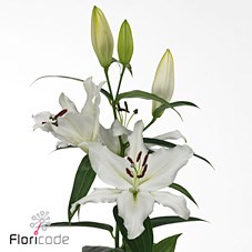 Lily Oriental - Monteneu