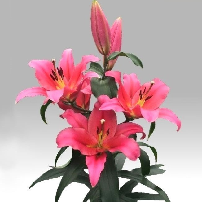 Lily Oriental - Muscat
