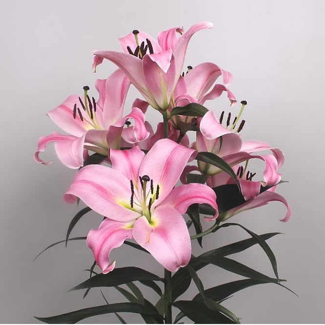 Lily Oriental - Myth