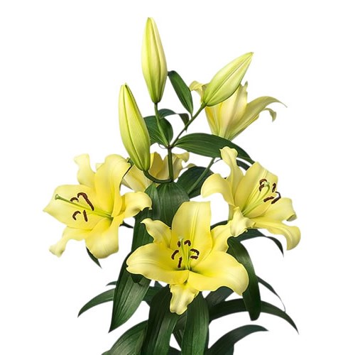 Lily Oriental - Outback
