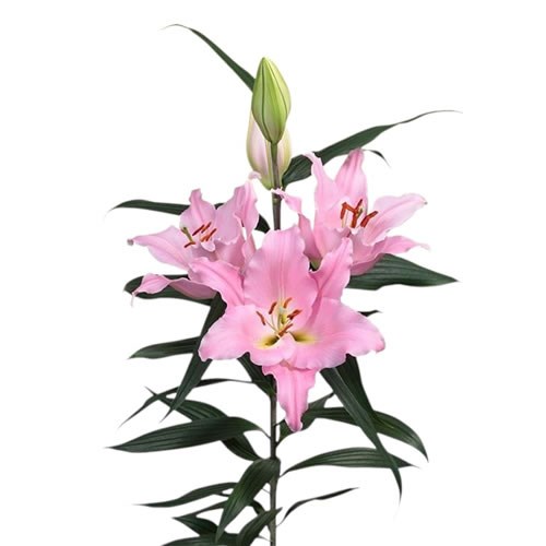 Lily Oriental - Ovada