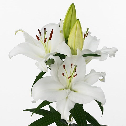 Lily Oriental - Pacific Ocean