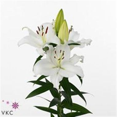 Lily Oriental - Pacific Ocean