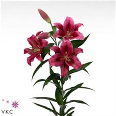 Lily Oriental - Palazzo