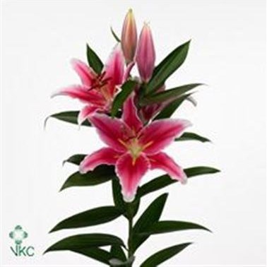 Lily Oriental - Paradero