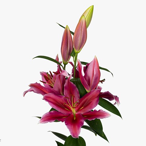 Lily Oriental - Peter Schenk