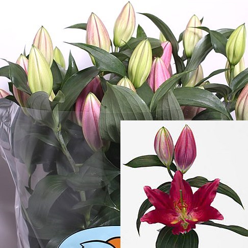 Lily Oriental - Pico