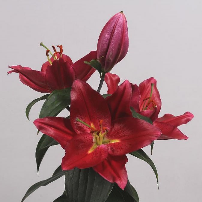 Lily Oriental - Pico