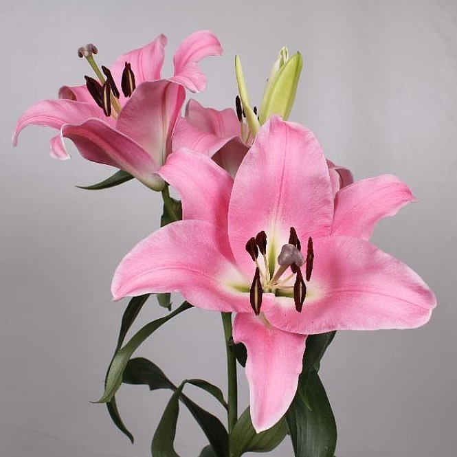 Lily Oriental - Pink Palace