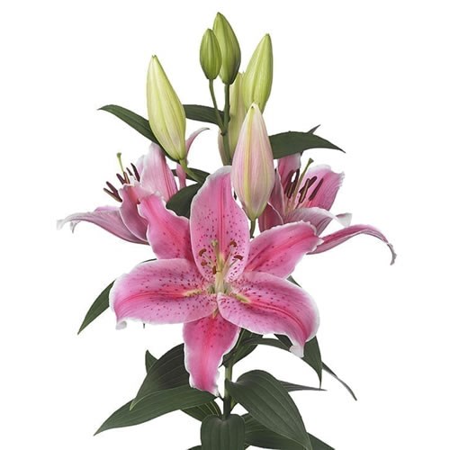 Lily Oriental - Pink Zsar 70cm | Wholesale Dutch Flowers