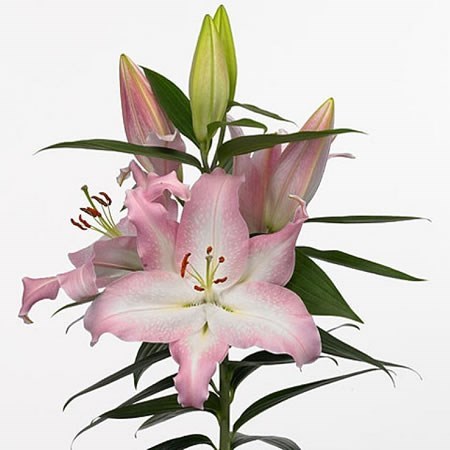 Lily Oriental - Pinn Up