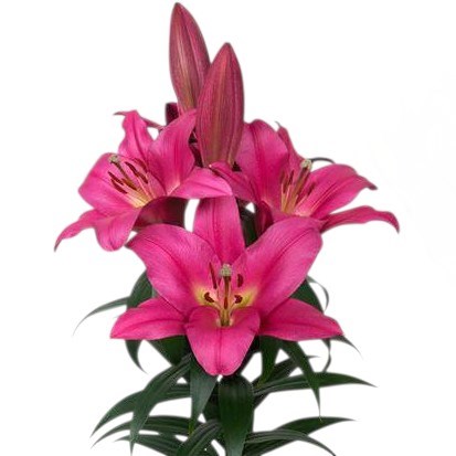 Lily Oriental - Pinterest