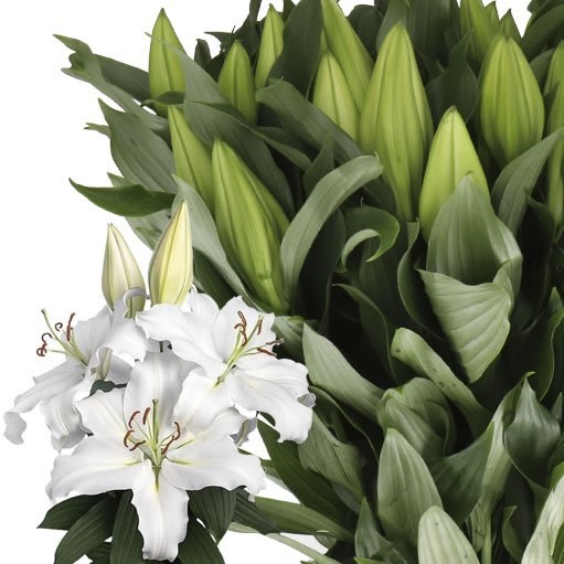 Lily Oriental - Proposal