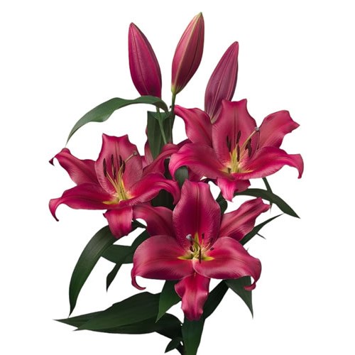 Lily Oriental - Redford
